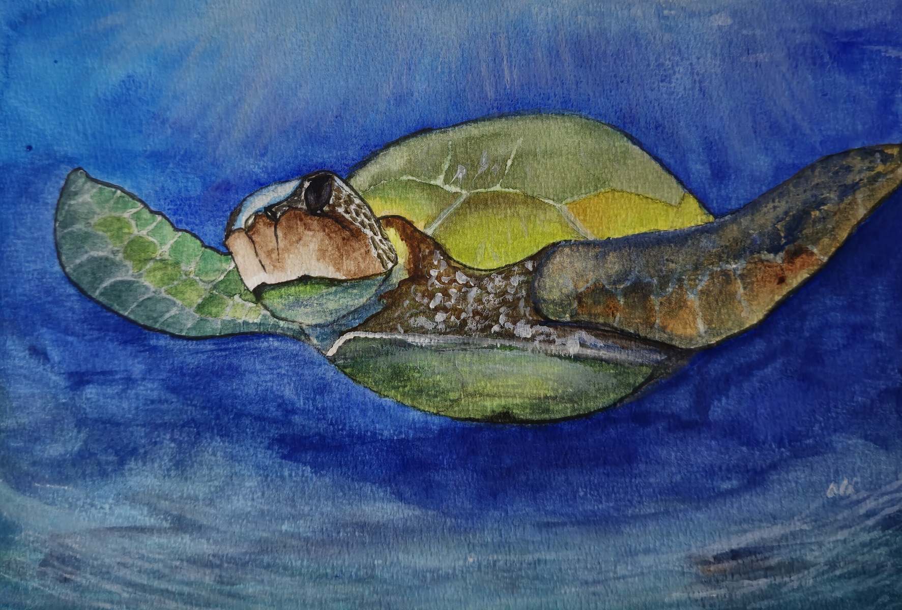 Sealife