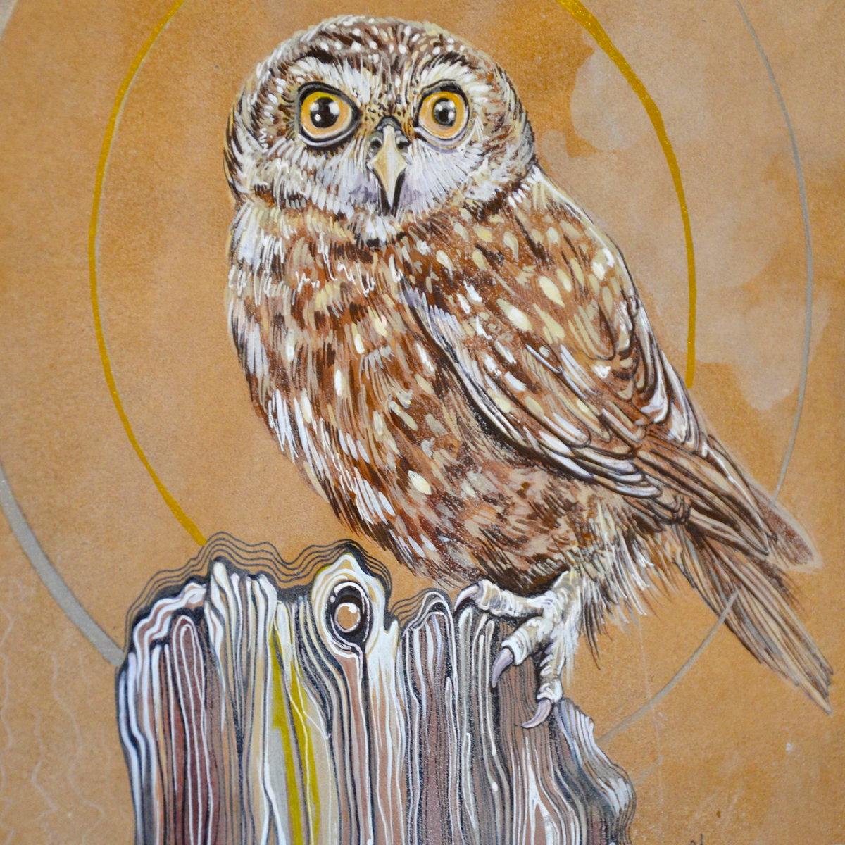 Steinkauz (Athene Noctua) Eule | Gerahmtes Originales Kunstwerk Gemälde