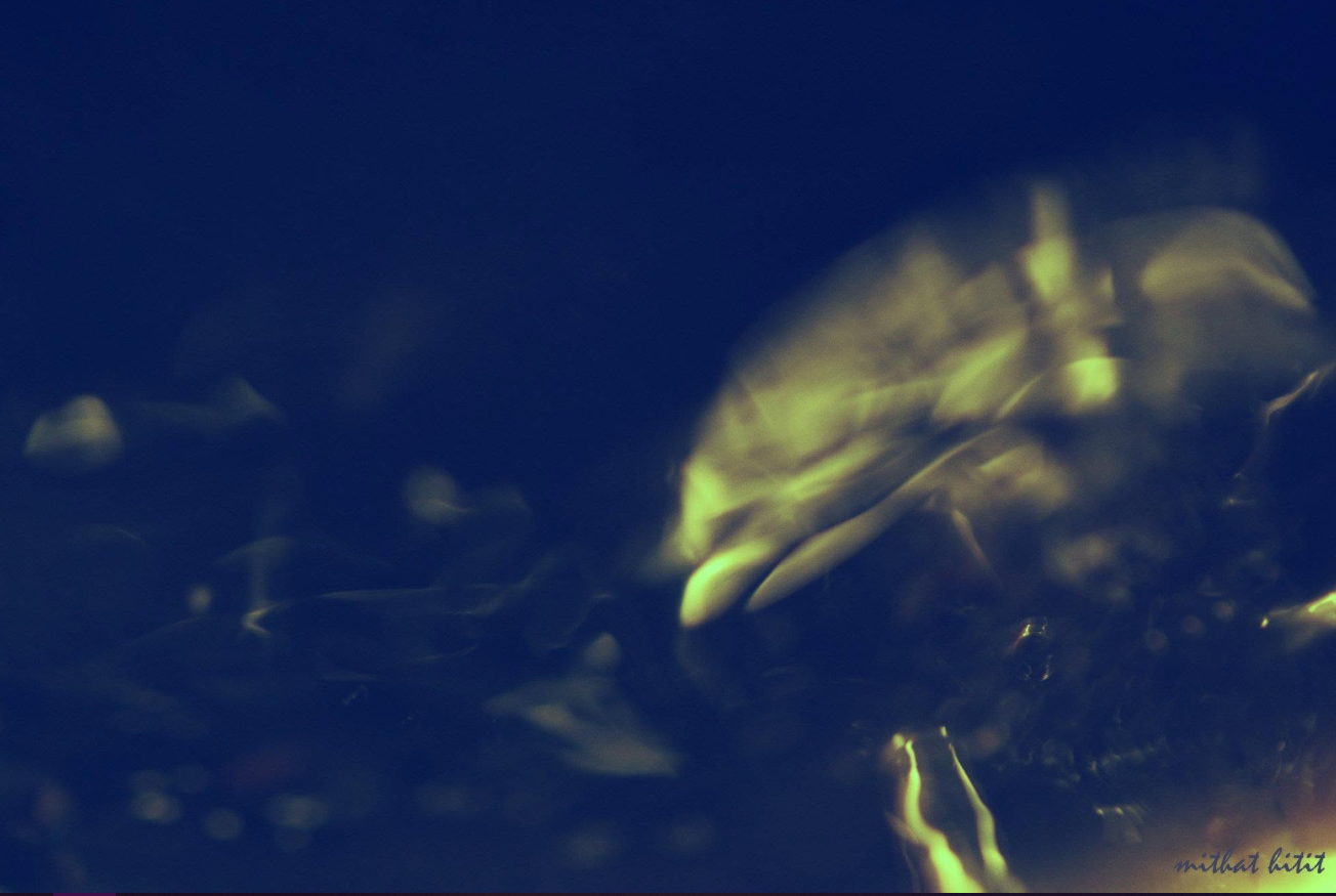 Dolphin