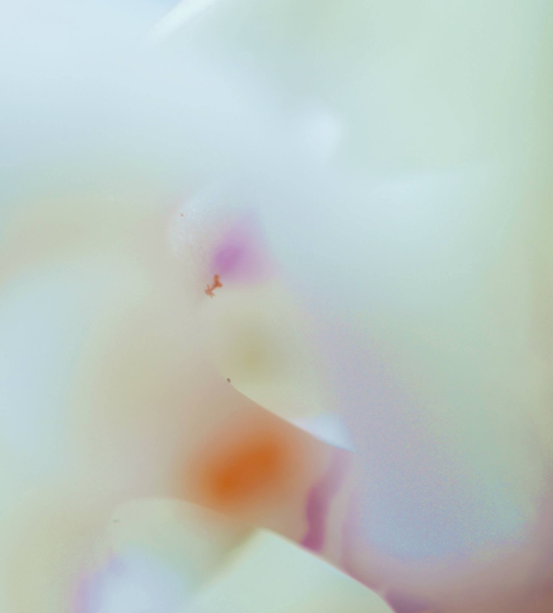 Dove