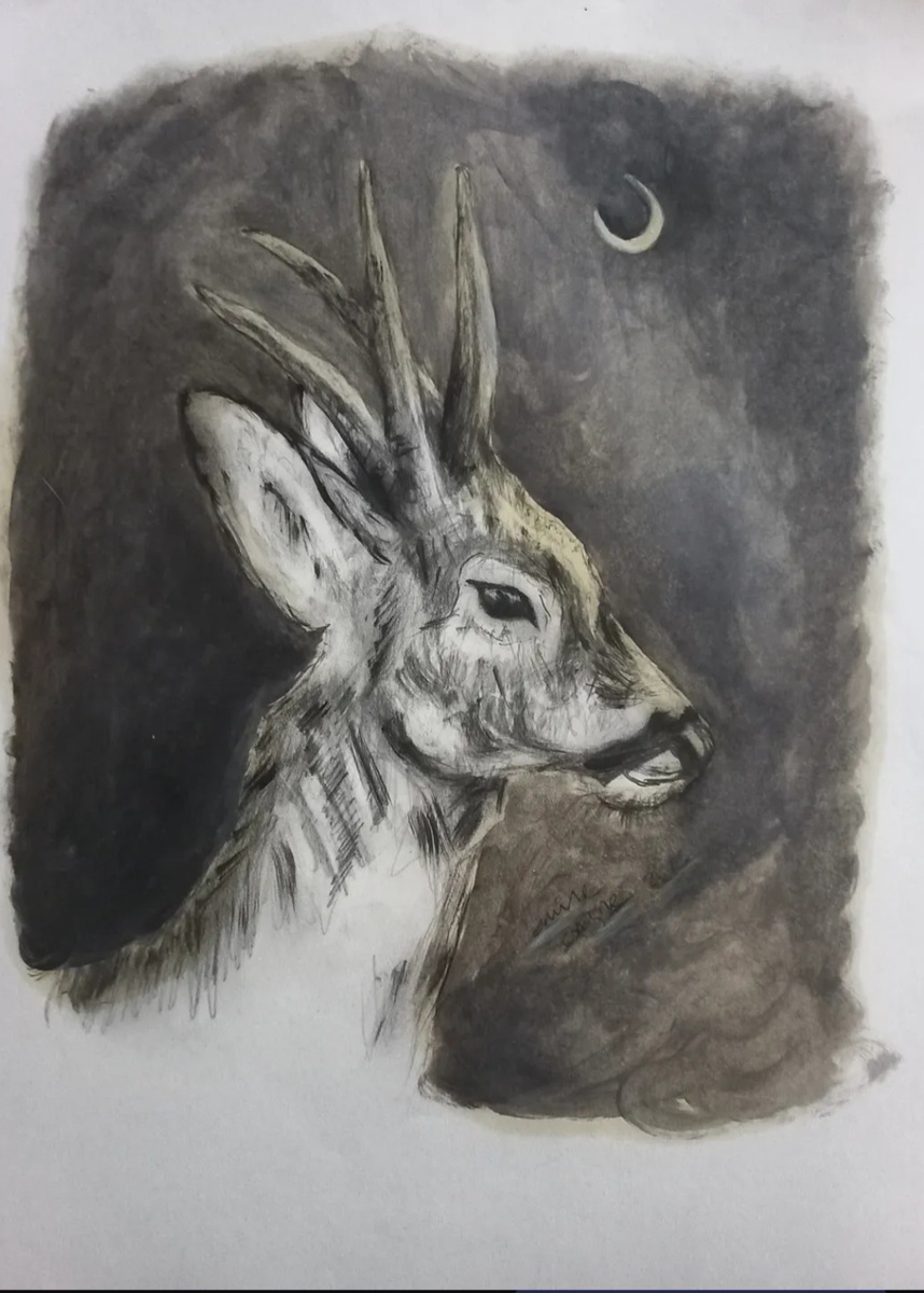 Cervo