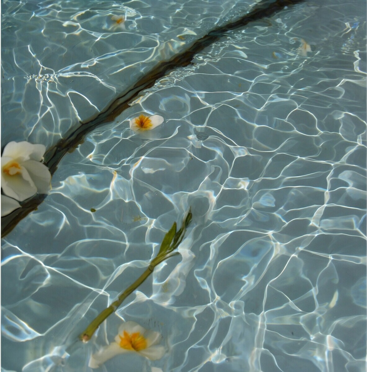 Fiori sulla Superficie dellAcqua