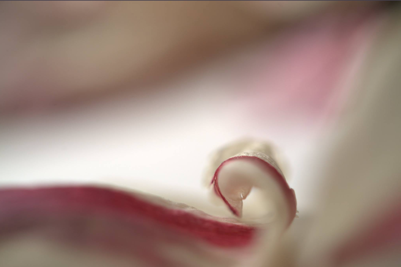 Куга