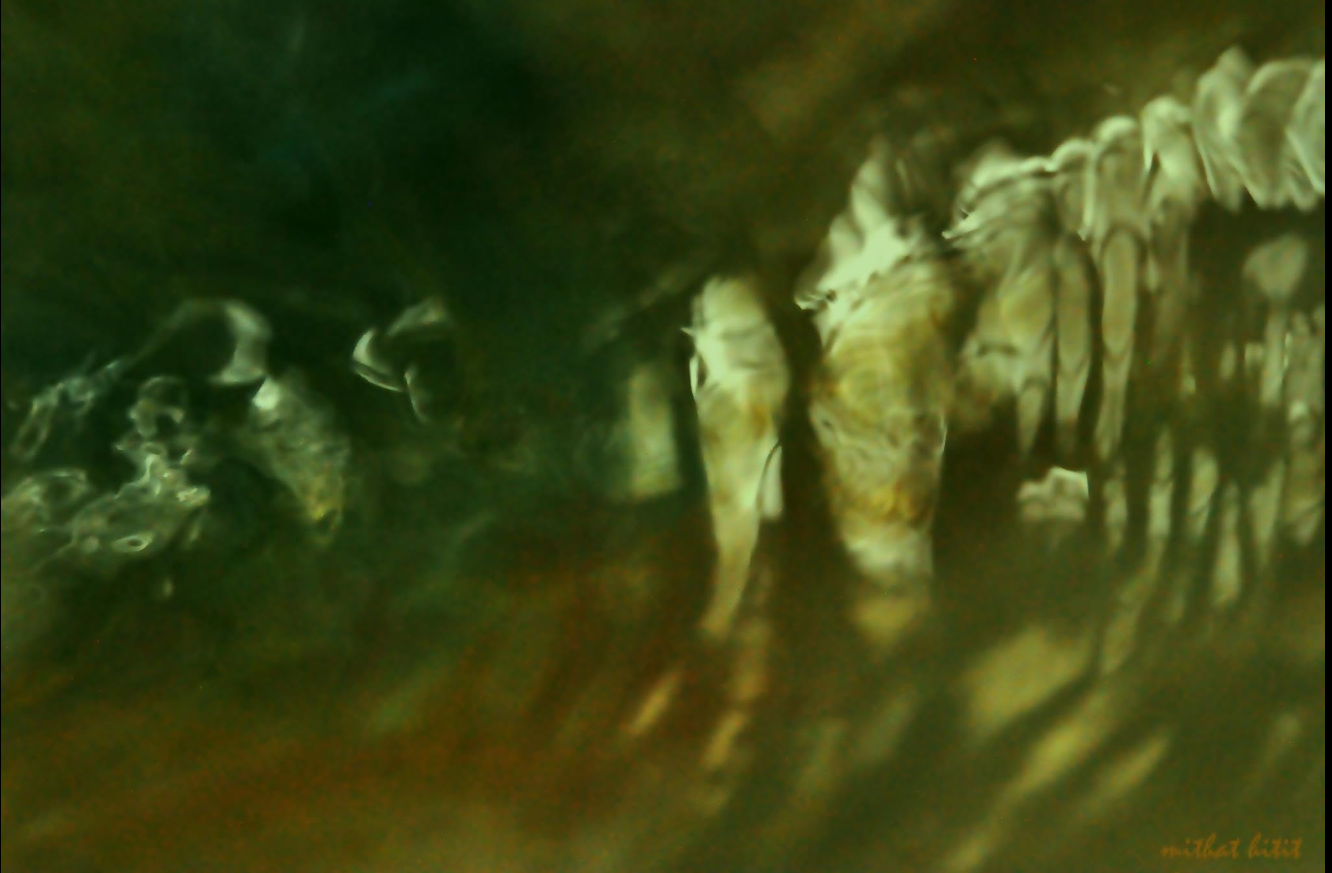 Anima Mundi