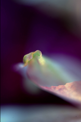 Gelassenheit