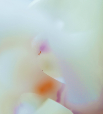 Dove