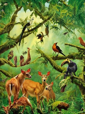 Vie de la Forêt Tropicale