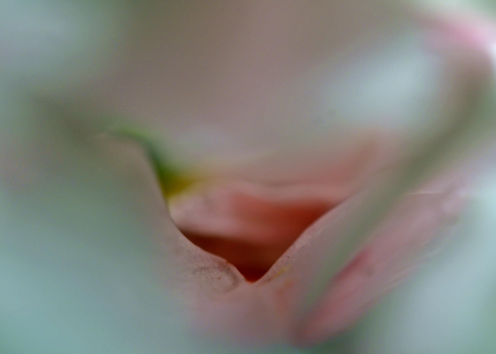 Erotica